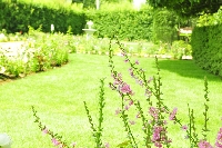 garden.JPG